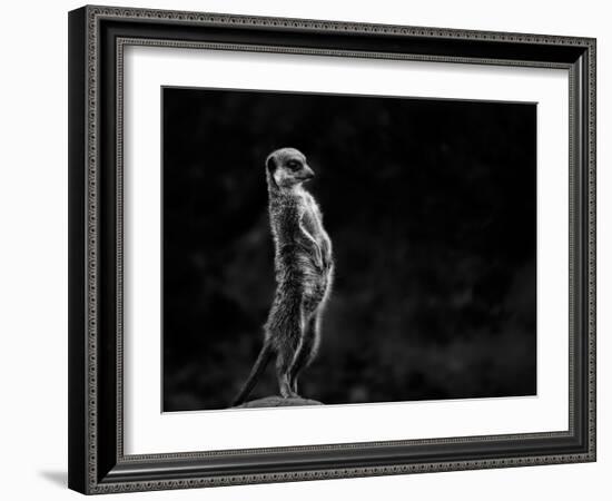 The Meerkat-Greetje Van Son-Framed Photographic Print