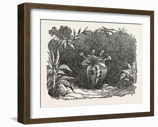 The Melon-Cactus, Melon Cactus-null-Framed Giclee Print