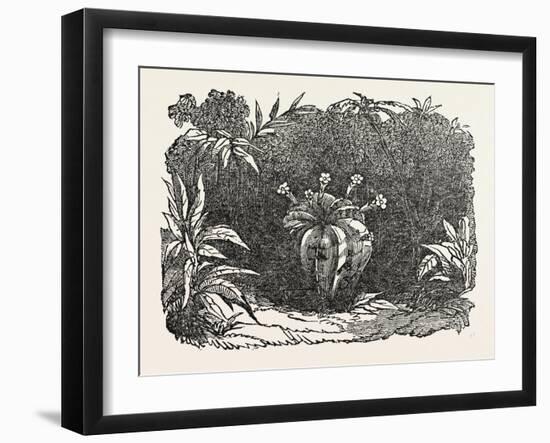 The Melon-Cactus, Melon Cactus-null-Framed Giclee Print