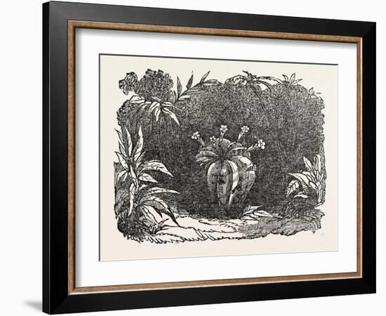 The Melon-Cactus, Melon Cactus-null-Framed Giclee Print