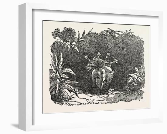 The Melon-Cactus, Melon Cactus-null-Framed Giclee Print