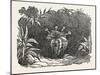 The Melon-Cactus, Melon Cactus-null-Mounted Giclee Print