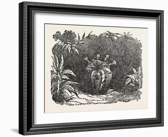 The Melon-Cactus, Melon Cactus-null-Framed Giclee Print