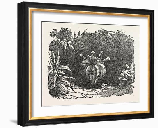 The Melon-Cactus, Melon Cactus-null-Framed Giclee Print