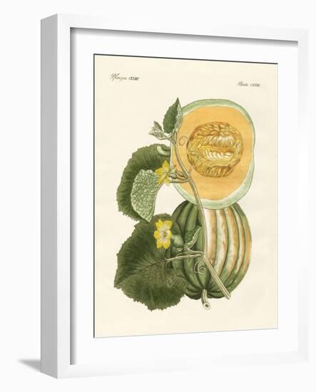 The Melon-null-Framed Giclee Print