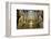 The Mezquita of Cordoba, Andalucia, Spain-Carlo Morucchio-Framed Photographic Print