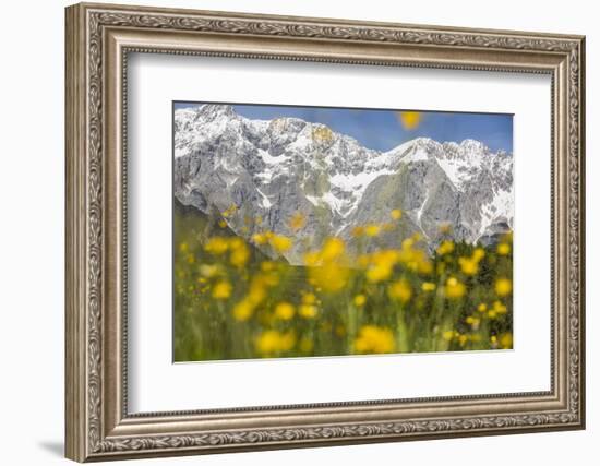 The Mieming Range with Yellow Flowers in the Foreground as Bokeh-Niki Haselwanter-Framed Photographic Print