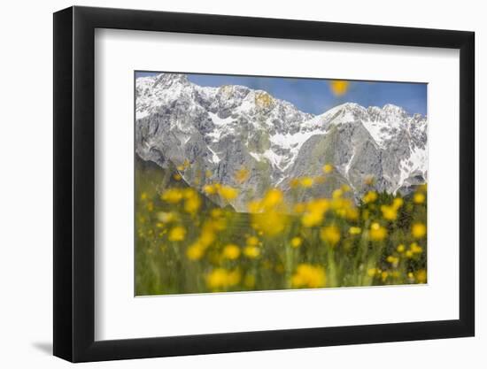 The Mieming Range with Yellow Flowers in the Foreground as Bokeh-Niki Haselwanter-Framed Photographic Print