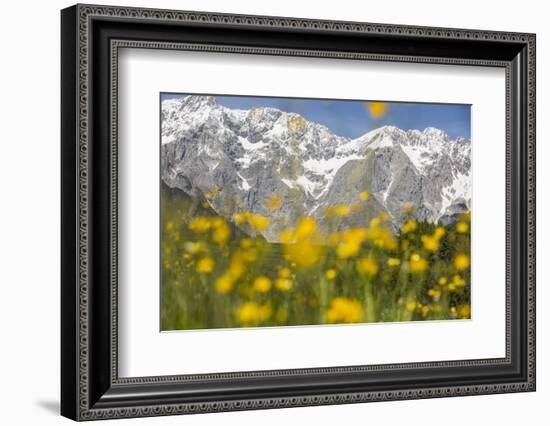 The Mieming Range with Yellow Flowers in the Foreground as Bokeh-Niki Haselwanter-Framed Photographic Print