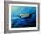 The Mighty Bull Shark-Jace D. McTier-Framed Giclee Print