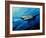 The Mighty Bull Shark-Jace D. McTier-Framed Giclee Print