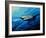 The Mighty Bull Shark-Jace D. McTier-Framed Giclee Print