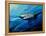 The Mighty Bull Shark-Jace D. McTier-Framed Premier Image Canvas