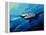 The Mighty Bull Shark-Jace D. McTier-Framed Premier Image Canvas