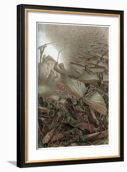 The Migratory Locust by Alfred Edmund Brehm-Stefano Bianchetti-Framed Giclee Print