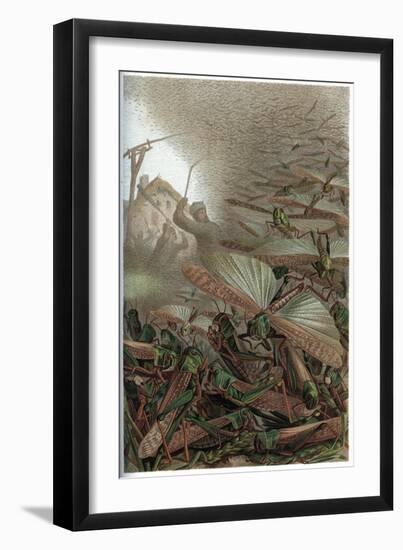 The Migratory Locust by Alfred Edmund Brehm-Stefano Bianchetti-Framed Giclee Print