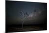 The Milky Way Above a Tree at Night Namib-Naukluft National Park-Alex Saberi-Mounted Photographic Print