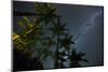 The Milky Way Above the Atlantic Rainforest Jungle and Palm Trees-Alex Saberi-Mounted Photographic Print