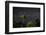 The Milky Way Above Tropical Trees and Foliage of the Atlantic Rainforest, at Night-Alex Saberi-Framed Photographic Print