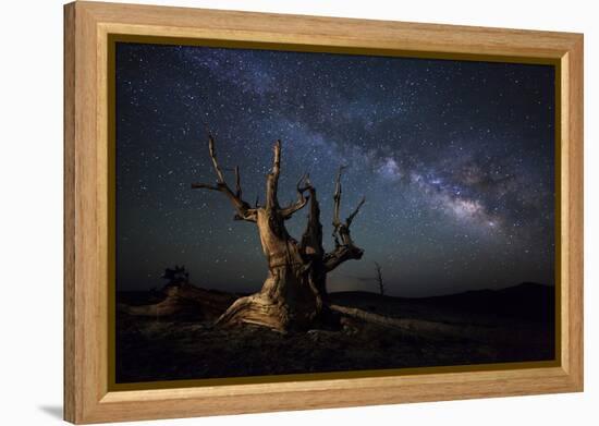 The Milky Way and a Dead Bristlecone Pine Tree in the White Mountains, California-null-Framed Premier Image Canvas