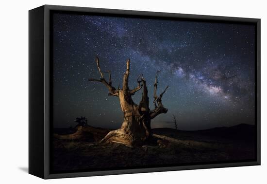 The Milky Way and a Dead Bristlecone Pine Tree in the White Mountains, California-null-Framed Premier Image Canvas