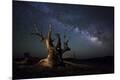 Premium Photographic Print
