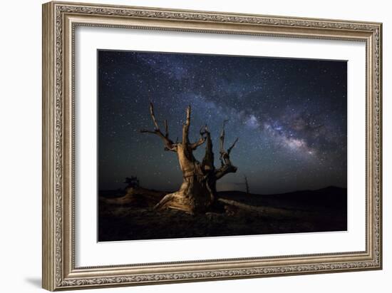 The Milky Way and a Dead Bristlecone Pine Tree in the White Mountains, California-null-Framed Photographic Print