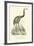 The Moa, Dinornis-null-Framed Giclee Print