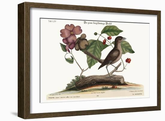 The Mock-Bird, 1749-73-Mark Catesby-Framed Giclee Print