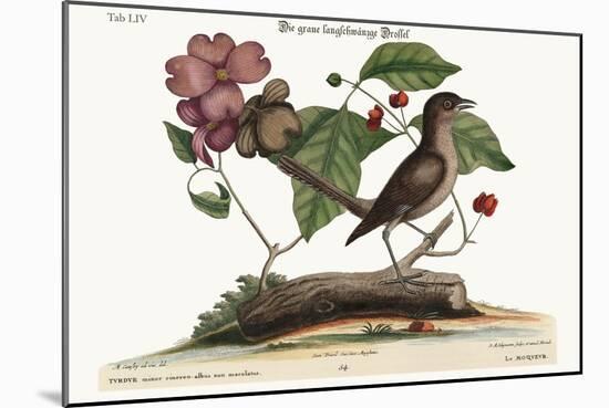 The Mock-Bird, 1749-73-Mark Catesby-Mounted Giclee Print