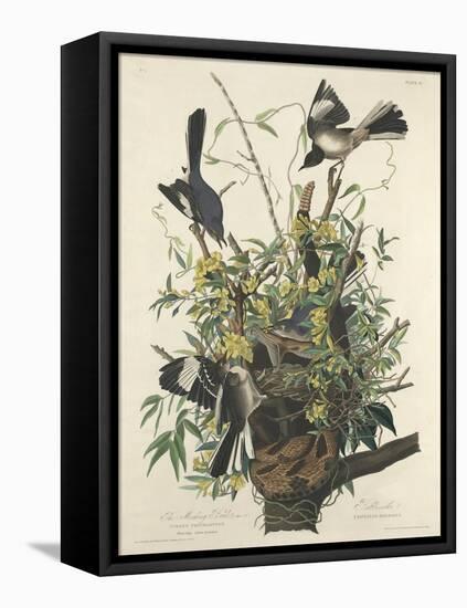 The Mocking Bird, 1827-John James Audubon-Framed Premier Image Canvas