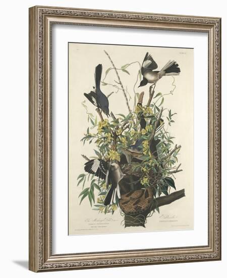 The Mocking Bird, 1827-John James Audubon-Framed Giclee Print