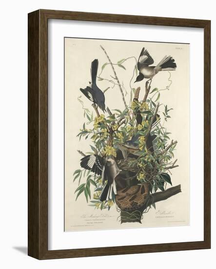 The Mocking Bird, 1827-John James Audubon-Framed Giclee Print