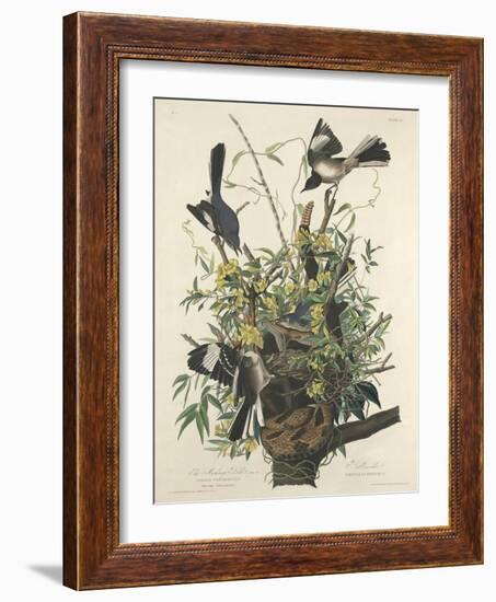 The Mocking Bird, 1827-John James Audubon-Framed Giclee Print