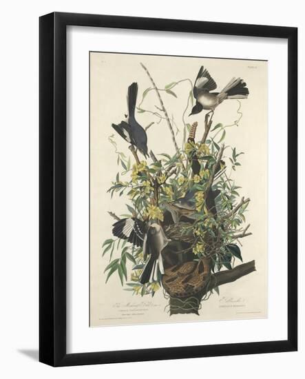 The Mocking Bird, 1827-John James Audubon-Framed Giclee Print