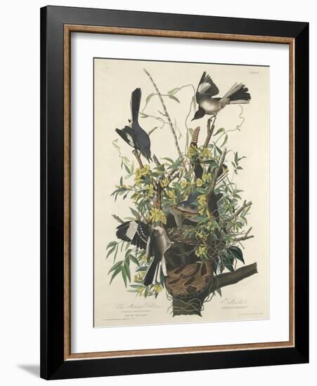 The Mocking Bird, 1827-John James Audubon-Framed Giclee Print