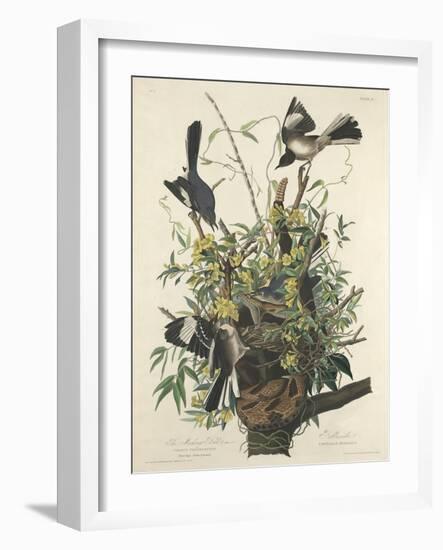 The Mocking Bird, 1827-John James Audubon-Framed Giclee Print