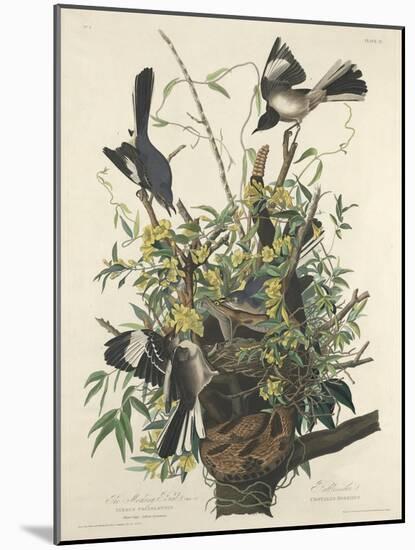 The Mocking Bird, 1827-John James Audubon-Mounted Giclee Print