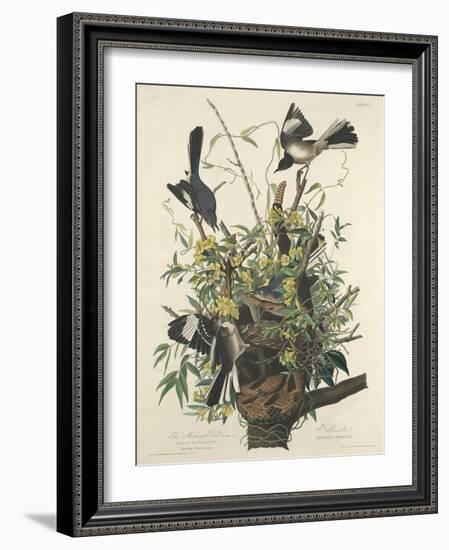 The Mocking Bird, 1827-John James Audubon-Framed Giclee Print