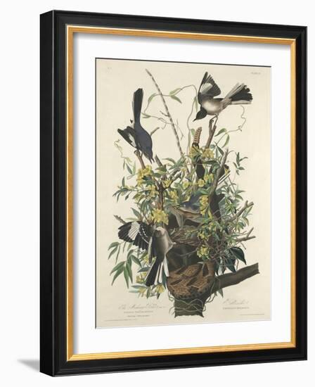 The Mocking Bird, 1827-John James Audubon-Framed Giclee Print