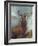 The Monarch of the Glen-William Widgery-Framed Giclee Print