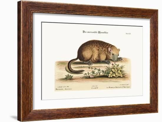 The Monax or Marmotte of America, 1749-73-George Edwards-Framed Giclee Print