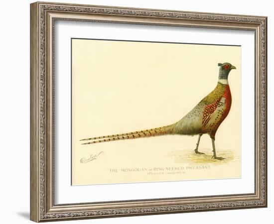 The Mongolian or Ring-Necked Pheasant-null-Framed Giclee Print