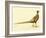 The Mongolian or Ring-Necked Pheasant-null-Framed Giclee Print