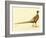 The Mongolian or Ring-Necked Pheasant-null-Framed Giclee Print