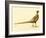 The Mongolian or Ring-Necked Pheasant-null-Framed Giclee Print