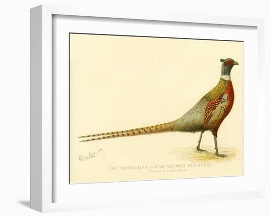 The Mongolian or Ring-Necked Pheasant-null-Framed Giclee Print