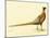 The Mongolian or Ring-Necked Pheasant-null-Mounted Giclee Print