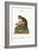The Mongooz, 1749-73-George Edwards-Framed Giclee Print