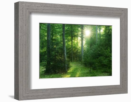 The Morning Sun Is Breaking Through Nearly Natural Beeches Mixed Forest, Spessart Nature Park-Andreas Vitting-Framed Photographic Print